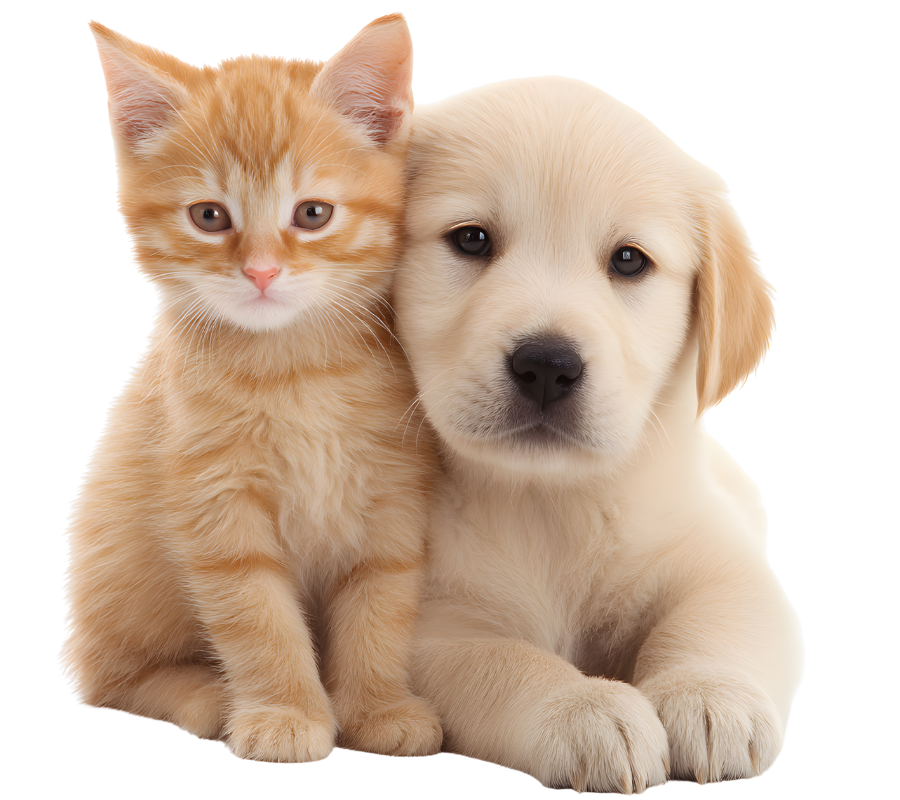 Adorable cat and dog friends