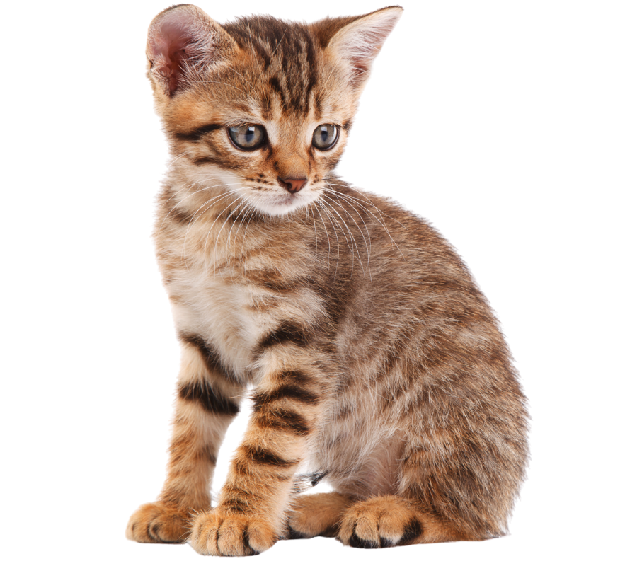 Brown tabby cat looking alert.