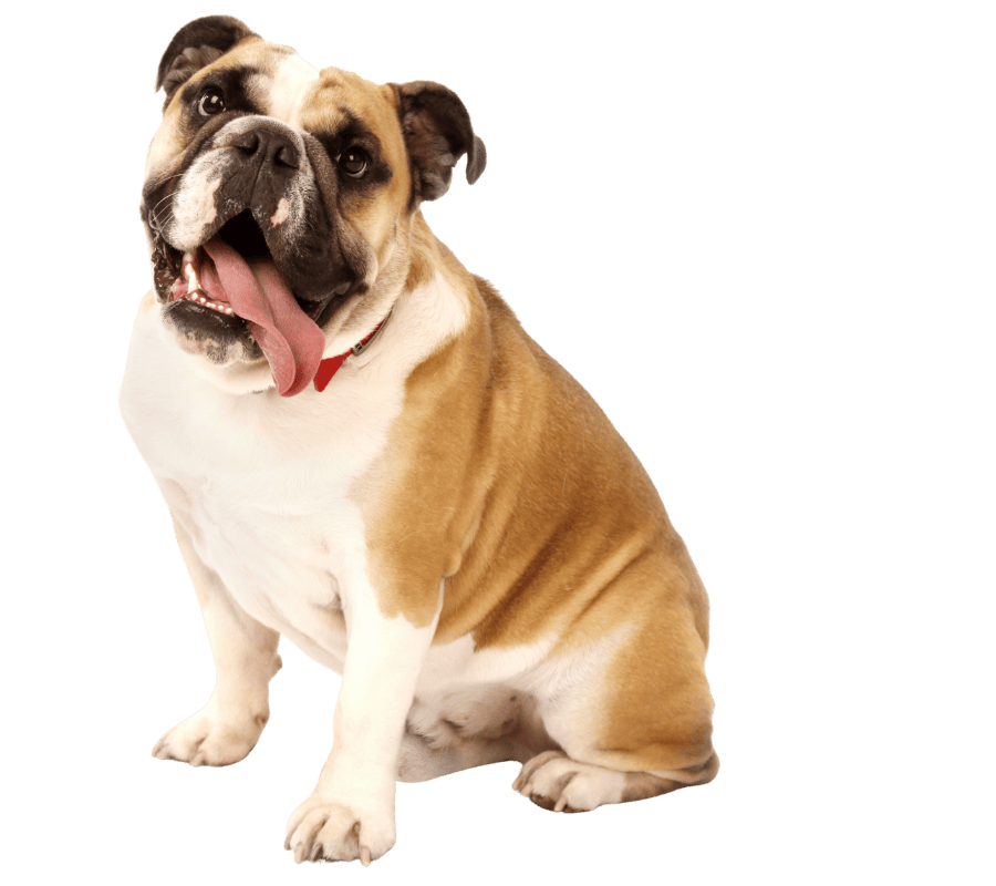 Bulldog portrait with tongue out  