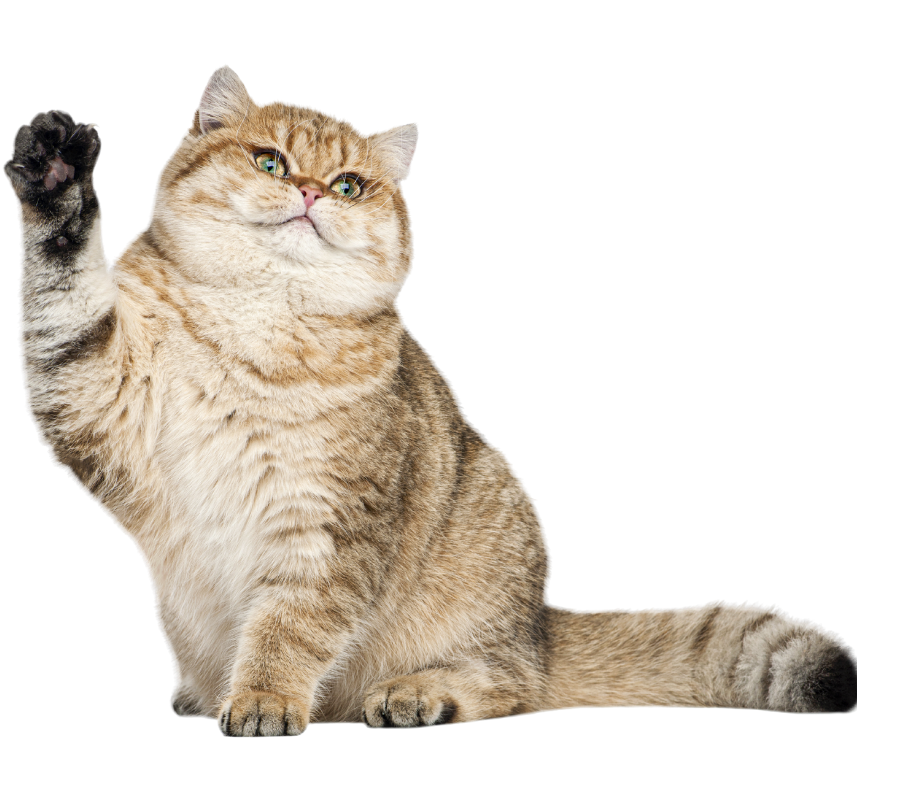 Chubby golden tabby cat waving