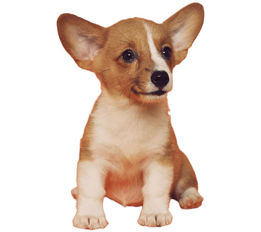 Cute dog sitting, looking right.