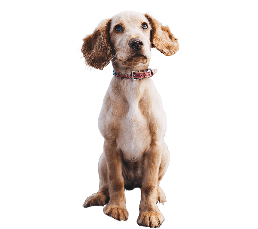 Cute dog with collar looking