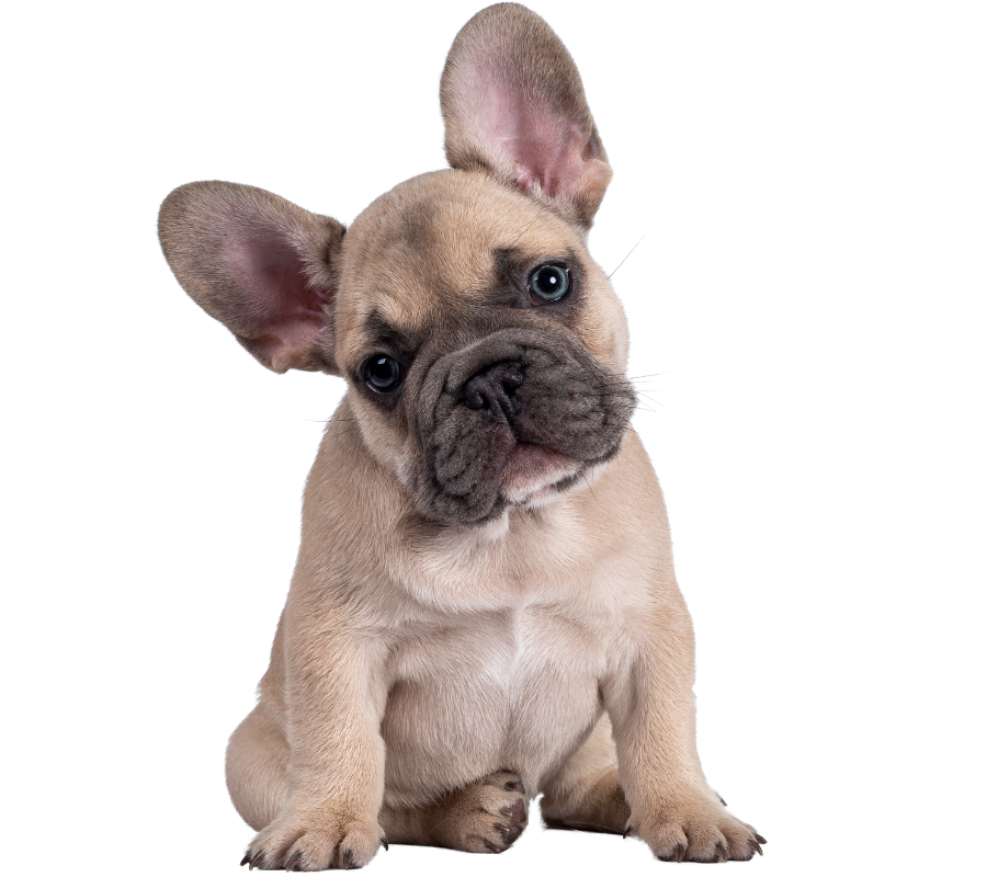 Cute tan French Bulldog puppy