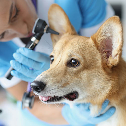 Dog ear exam with otoscope.