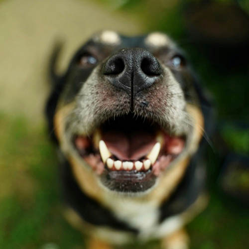 Dog's nose in focus