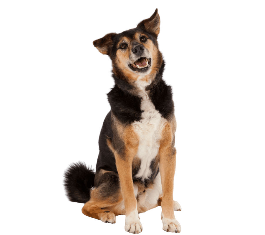 Happy dog sitting, head tilted.