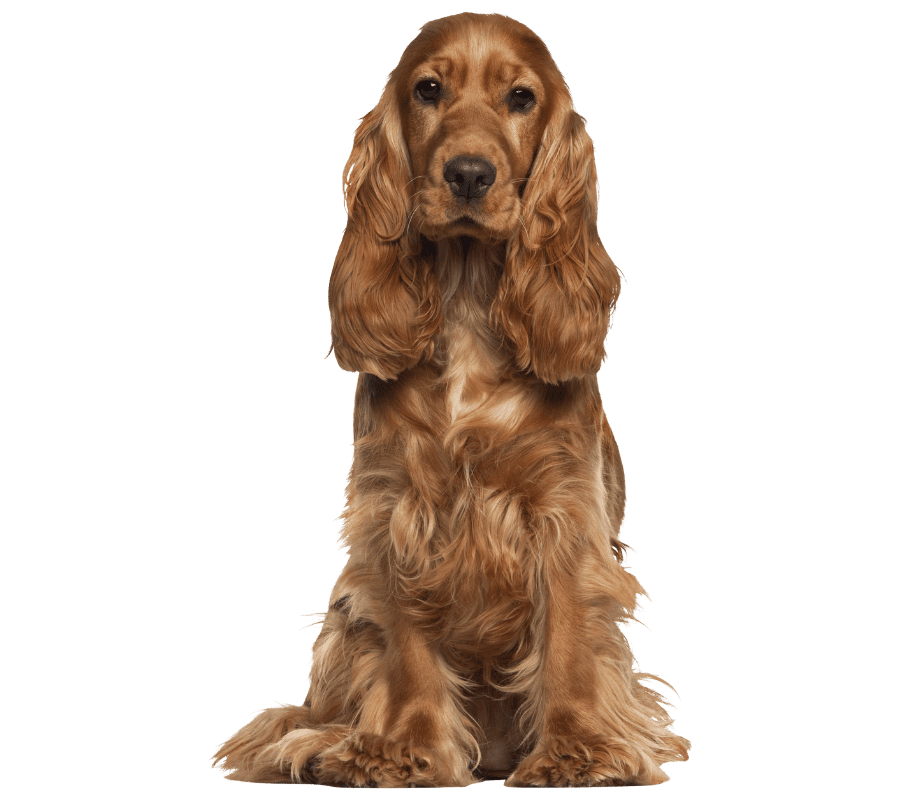Portrait of a brown Cocker Spaniel
