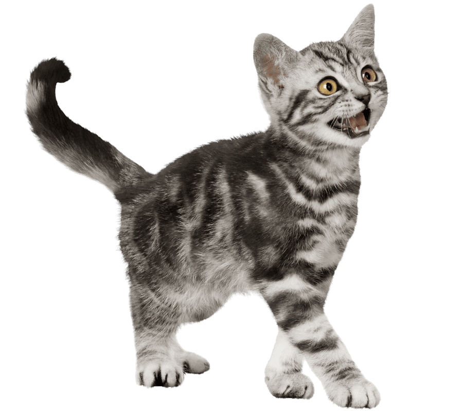 Silver tabby kitten calling