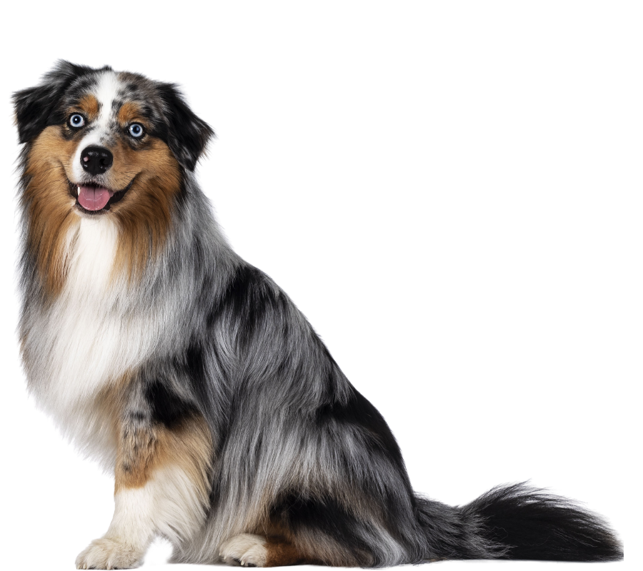 Smiling blue-eyed Aussie dog