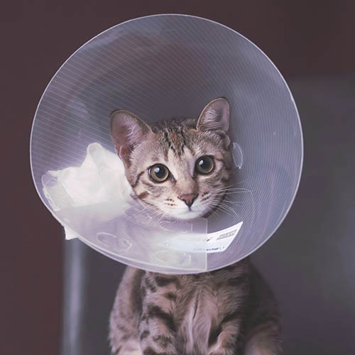 Striped cat wearing protective cone