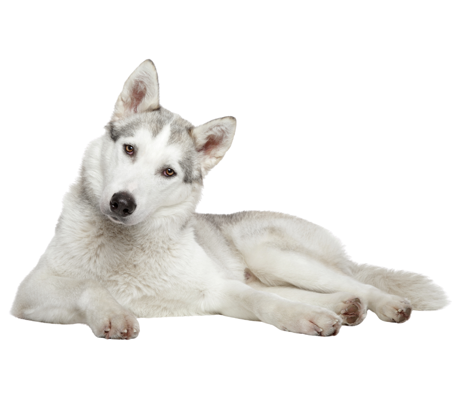 White husky posing curiously