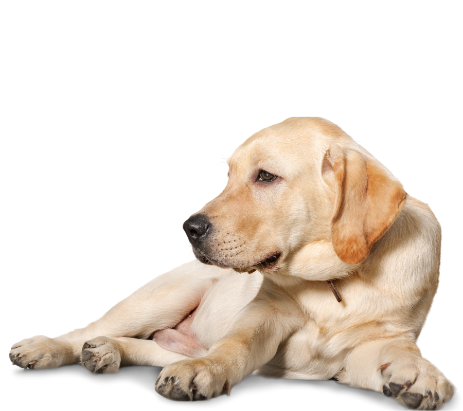 Yellow lab lying down profile