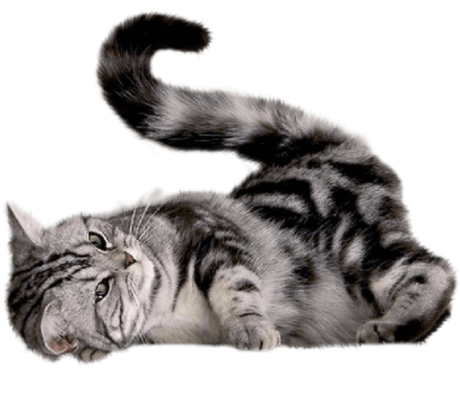 striped gray cat nuzzling the floor on a transparent background