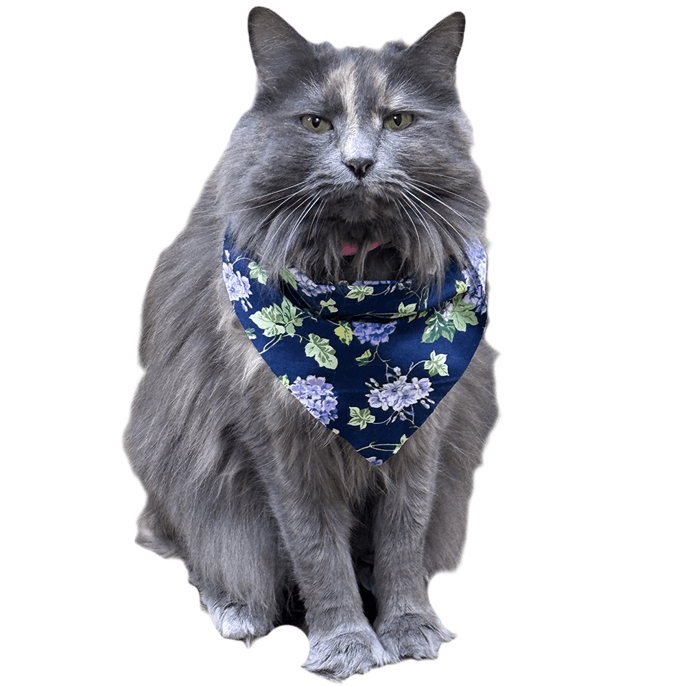 Cat sitting, wearing flower bandana