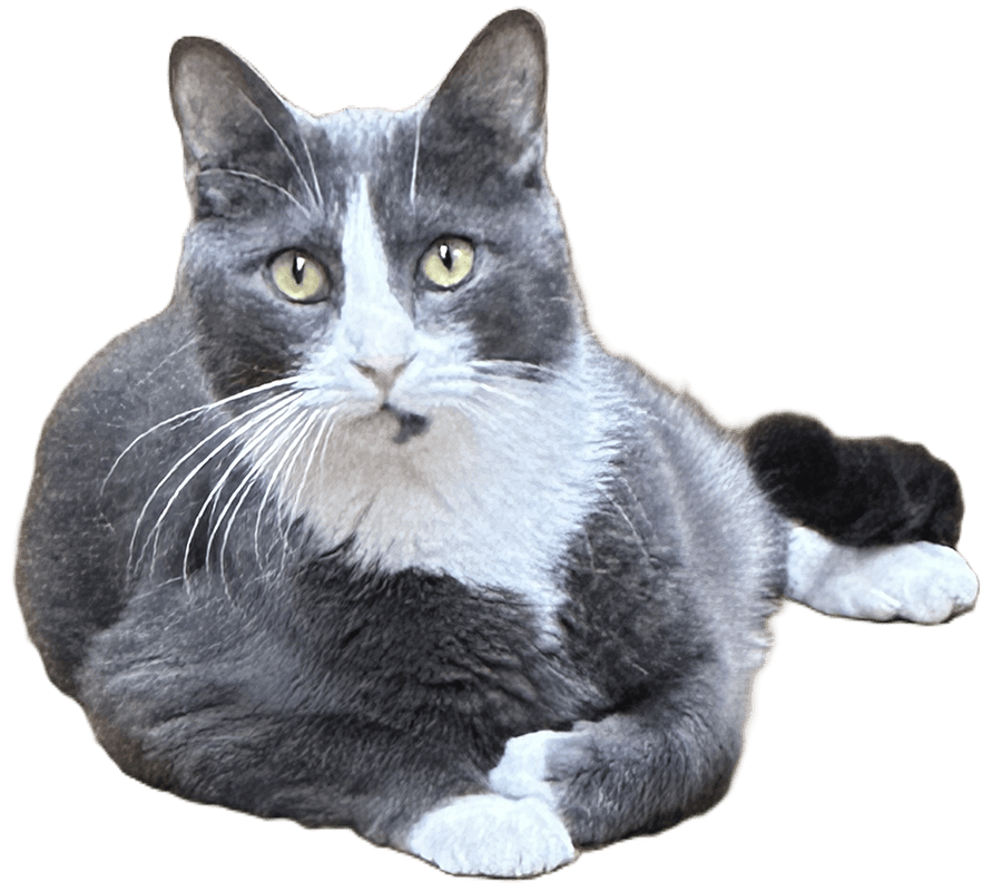 Border terrier puppy lying down.