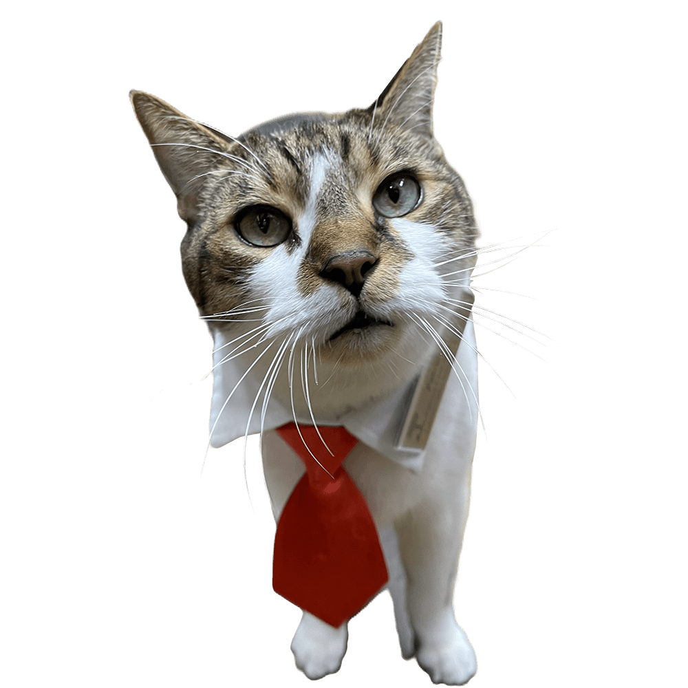 Patrick the cat wearing a red tie on a transparent background