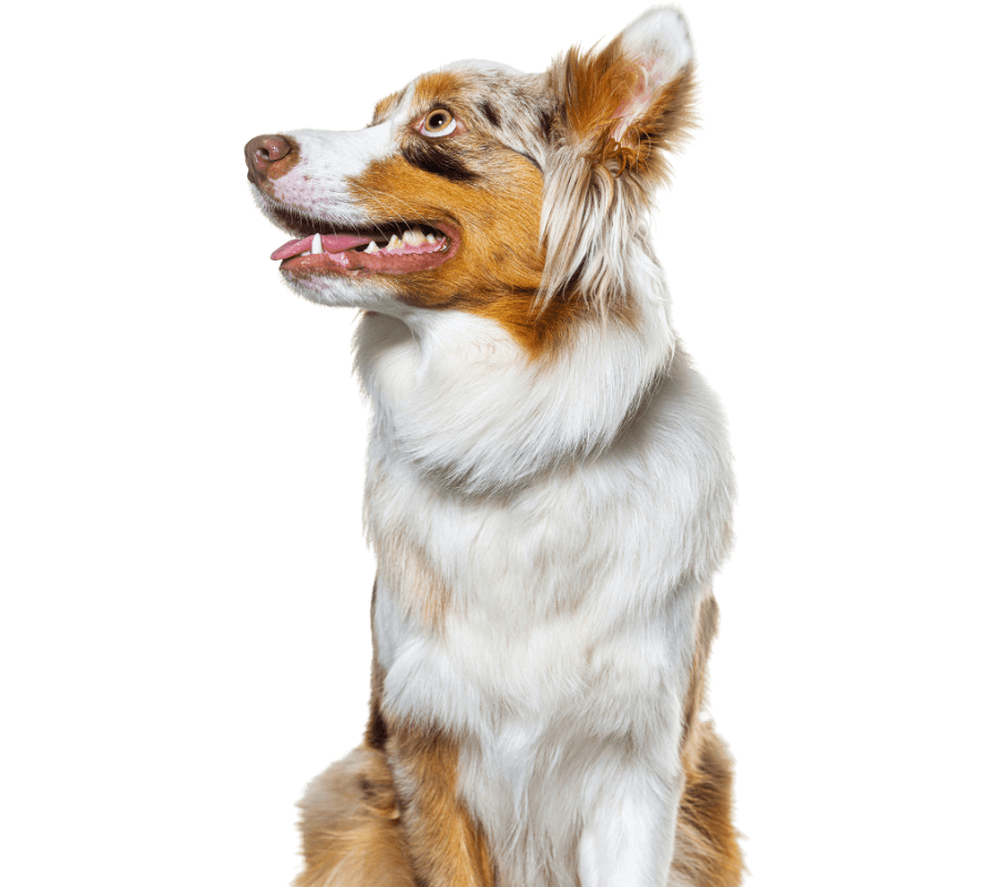 Cat and dog together