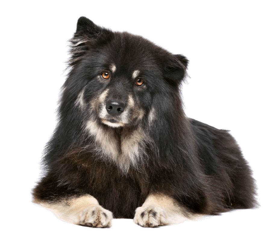 Finnish Lapphund dog resting on transparent background