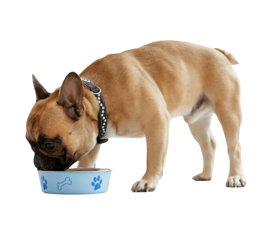 Tri-color beagle dog portrait.