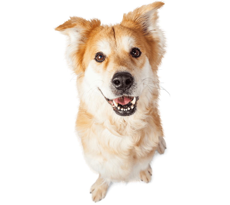 Cute puppy with tongue out.