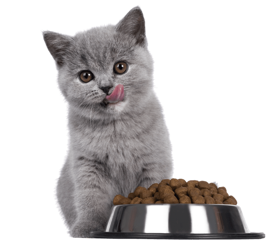 Adorable cat and dog friends