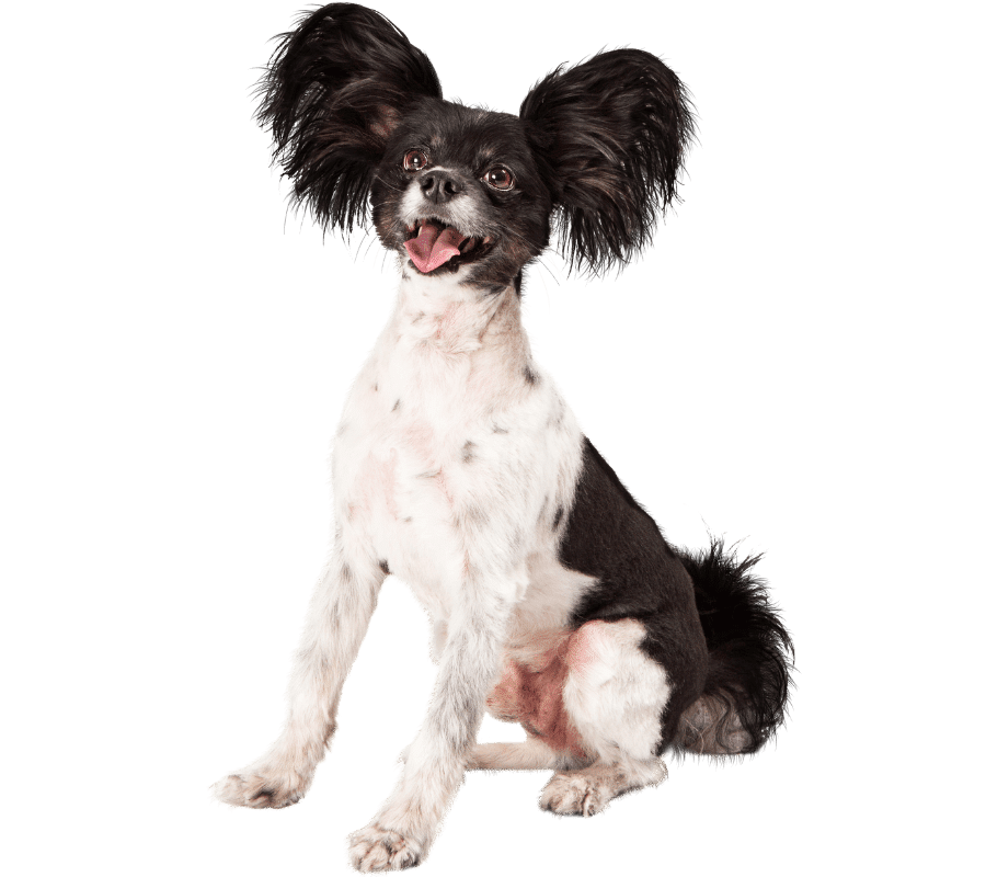 Orange cats looking at viewer