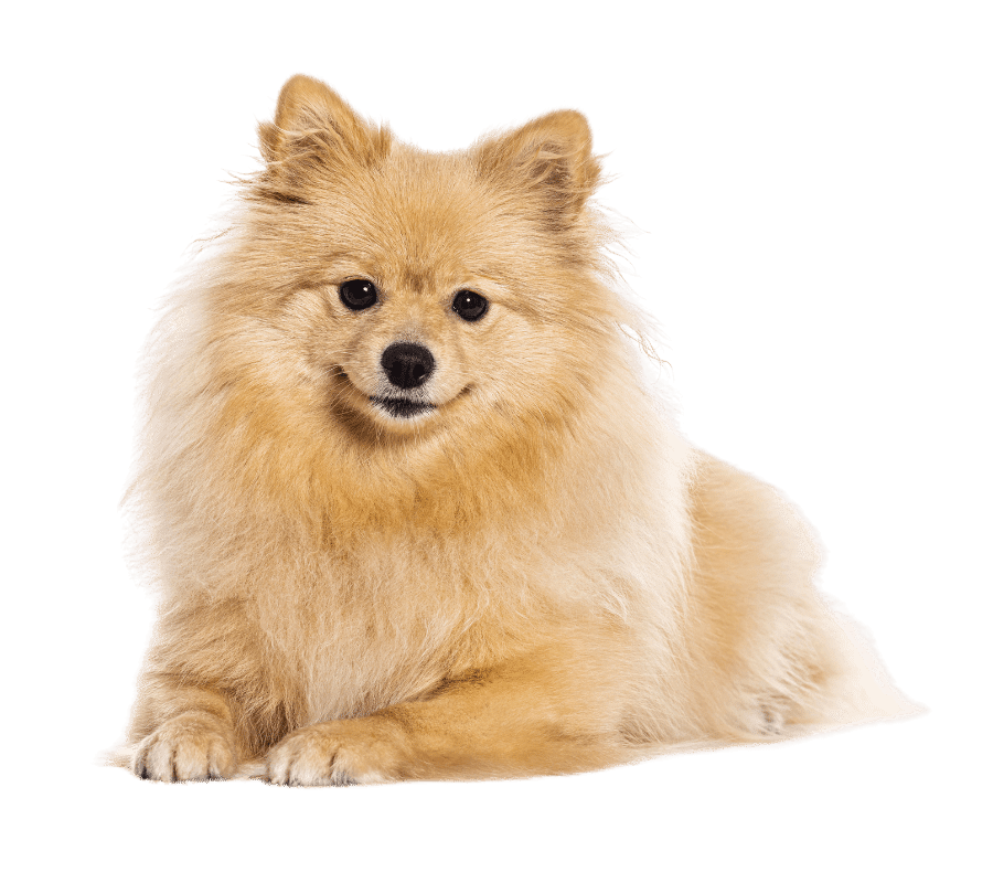 Sitting gray and white cat